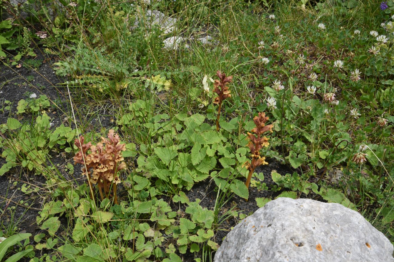 Изображение особи Orobanche campanulae.