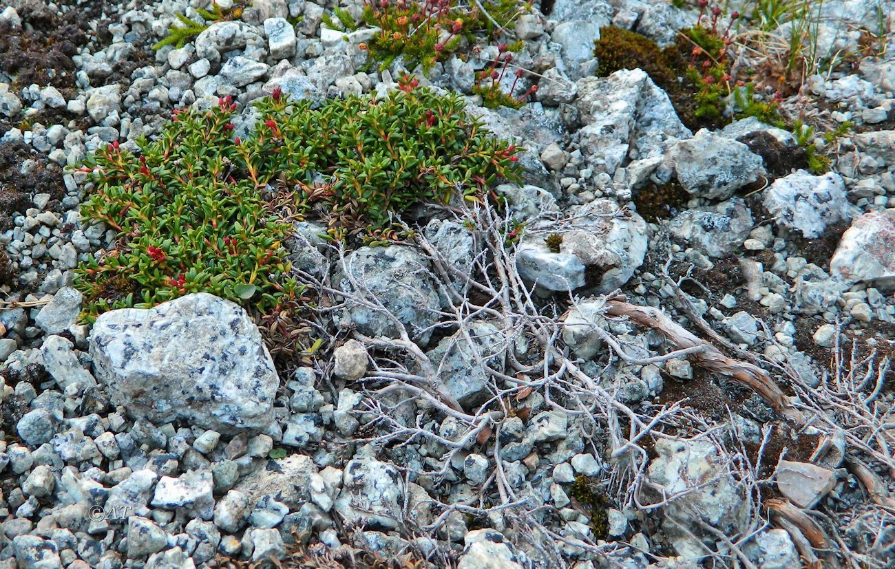 Image of Loiseleuria procumbens specimen.