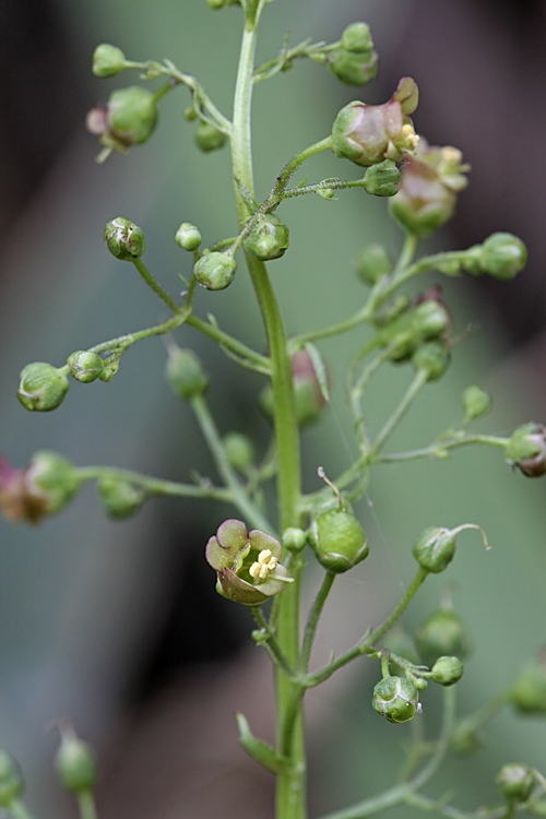 Image of Scrophularia umbrosa specimen.