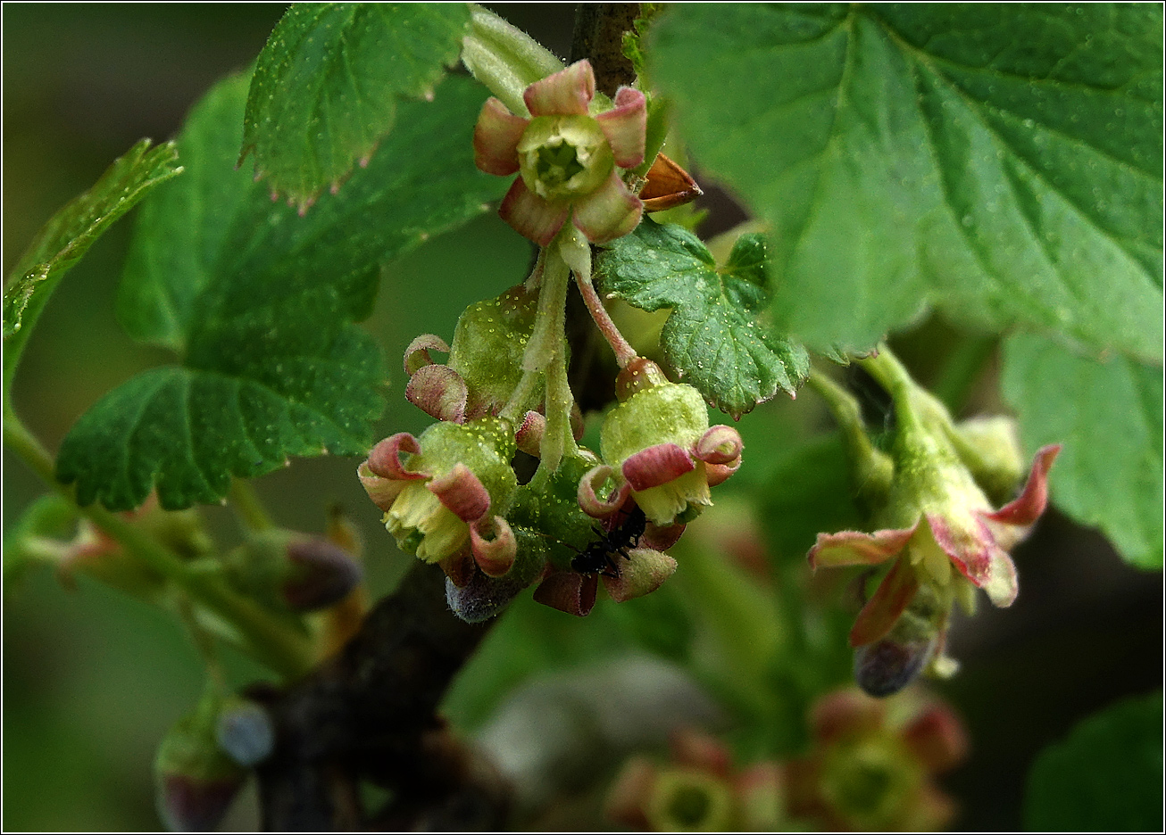 Изображение особи Ribes nigrum.