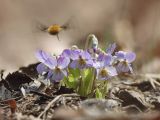 род Viola. Цветущее растение с мухой-жужжалом на подлёте. Амурская обл., Архаринский р-н, Хинганский заповедник, кластер \"Хинганское\", басс. р. Эракта, дубрава на горном склоне. 07.05.2022.