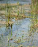 семейство Poaceae. Цветущее растение. Краснодарский край, Крымский р-н, окр. станицы Неберджаевская, берег р. Неберджай, отмель. 24.06.2023.