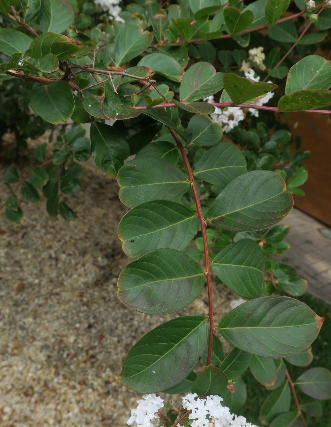 Image of Lagerstroemia indica specimen.