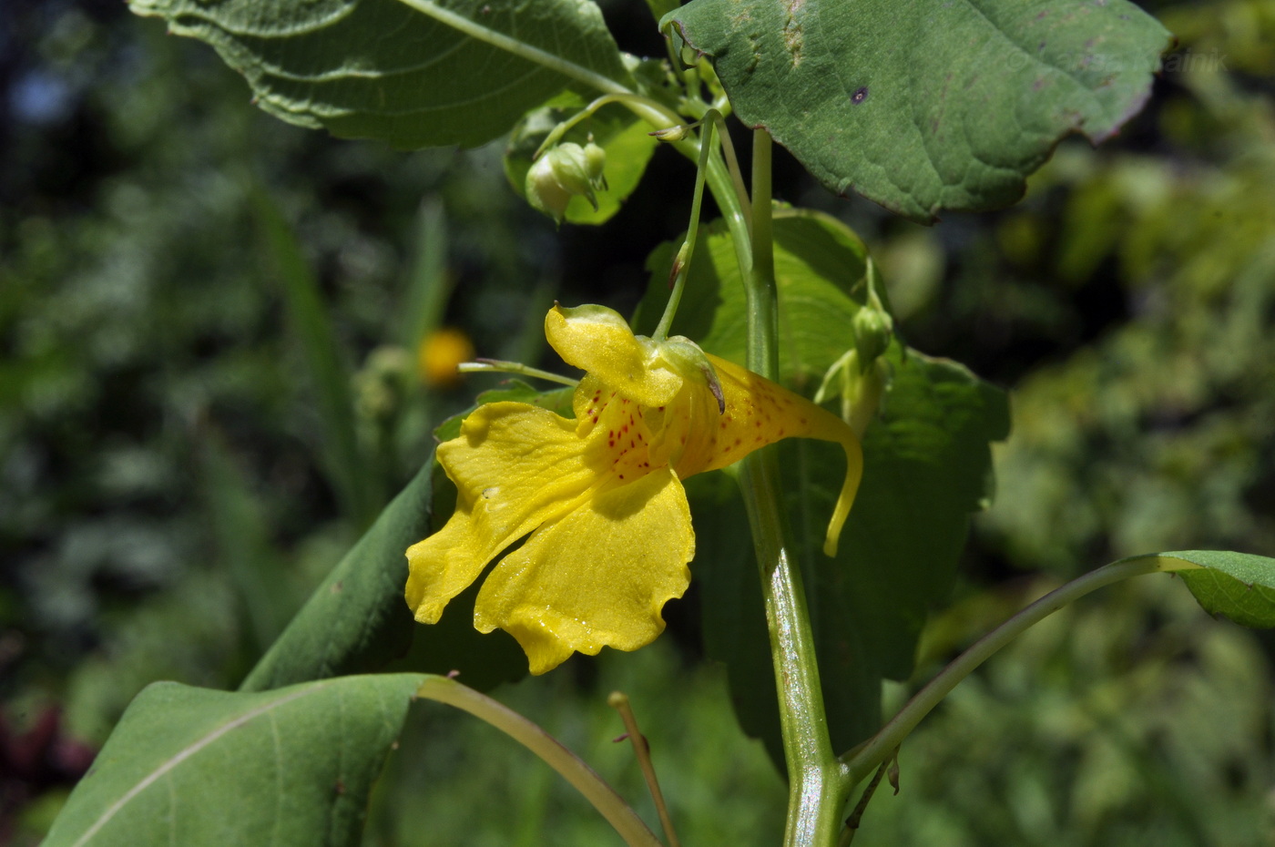 Image of Impatiens noli-tangere specimen.