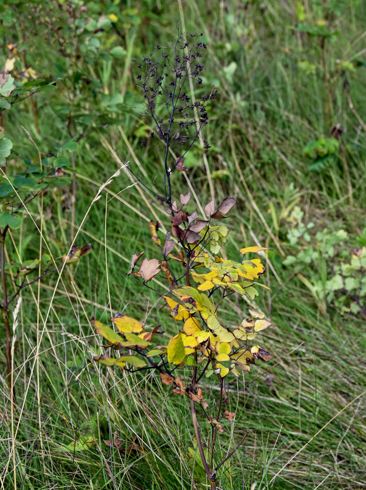 Изображение особи Thalictrum sachalinense.