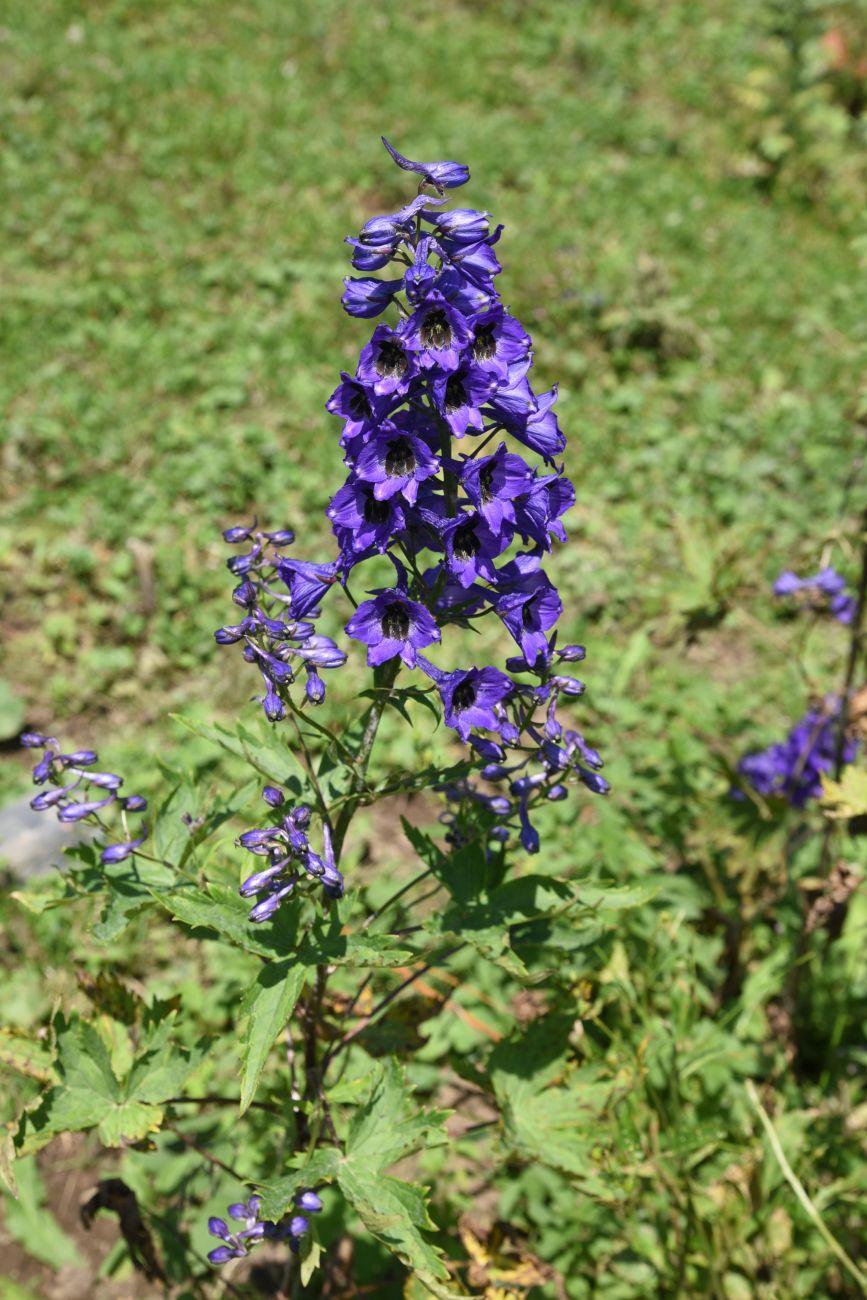 Image of genus Delphinium specimen.