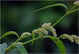 Persicaria lapathifolia. Часть побега с соцветиями. Московская обл., Раменский р-н, окр. дер. Хрипань, садовый участок. 08.08.2023.