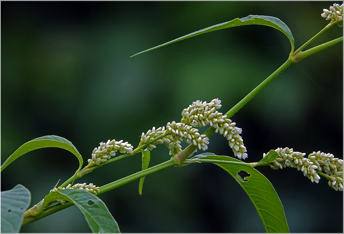 Image of Persicaria lapathifolia specimen.