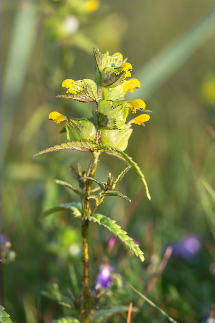 Изображение особи Rhinanthus minor.