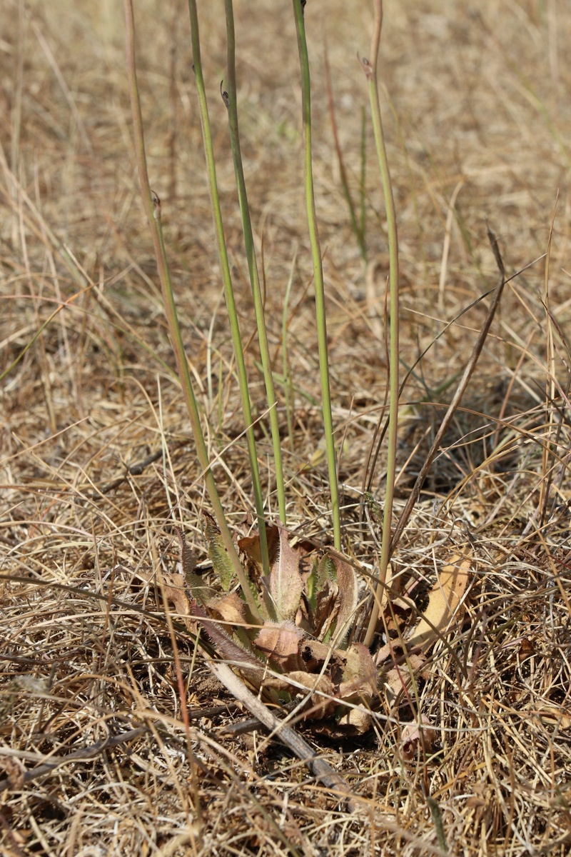 Изображение особи Hypochaeris radicata.