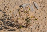 Senecio glaucus