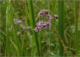 Origanum vulgare. Верхушка цветущего растения. Московская обл., Раменский р-н, окр. дер. Хрипань, садовый участок. 26.07.2023.