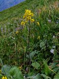 Ligularia thomsonii