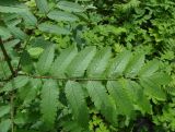 Sorbus aucuparia