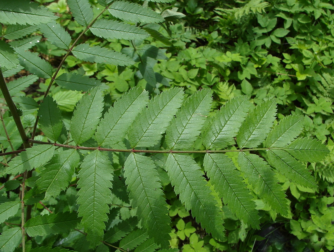 Image of Sorbus aucuparia specimen.