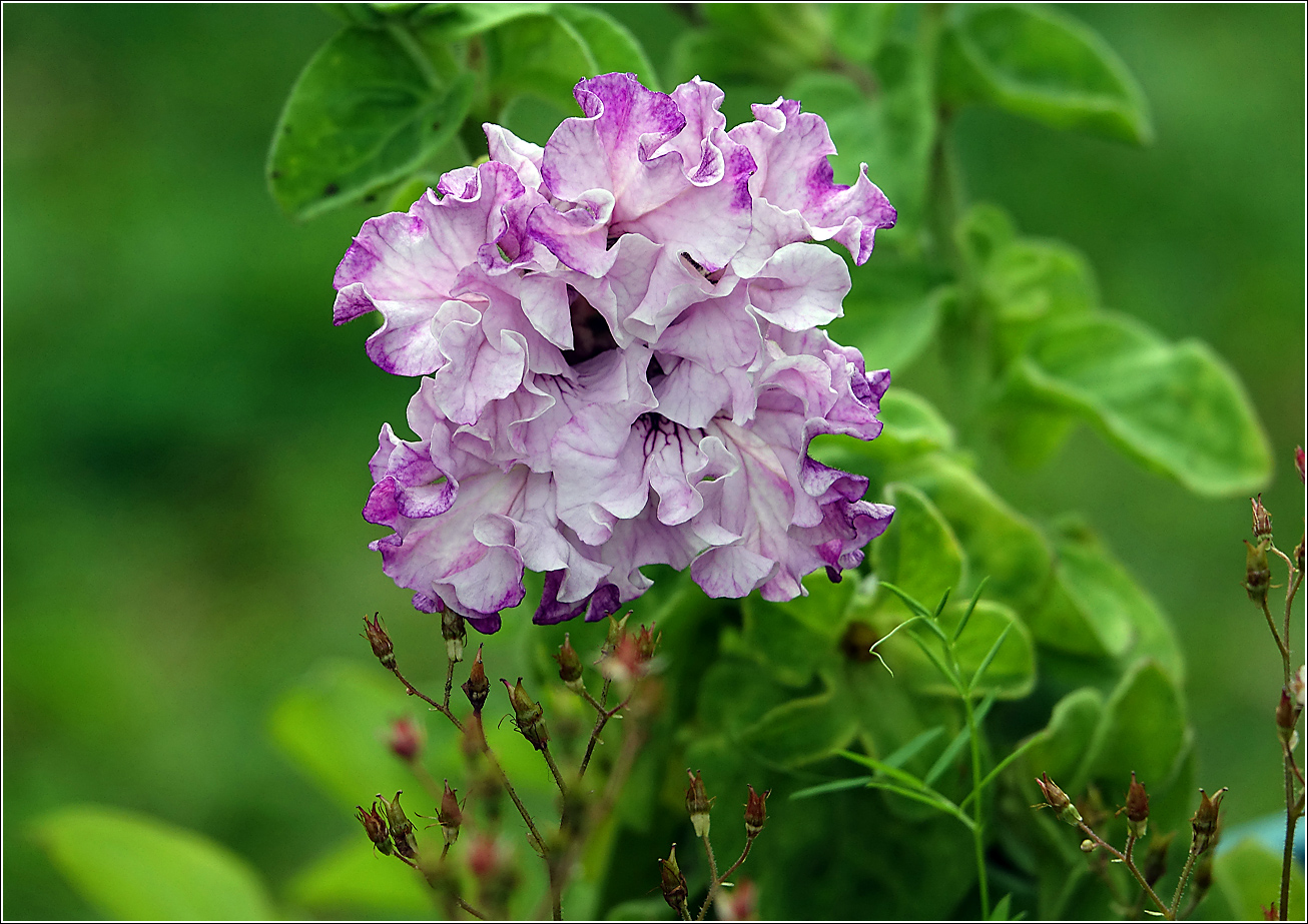 Изображение особи Petunia &times; hybrida.