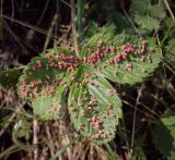 Fragaria viridis. Лист с галлами(?). Пермский край, Кунгурский р-н, окр. дер. Дейково, окр. ур. Греховская гора, пастбище. 04.06.2023.