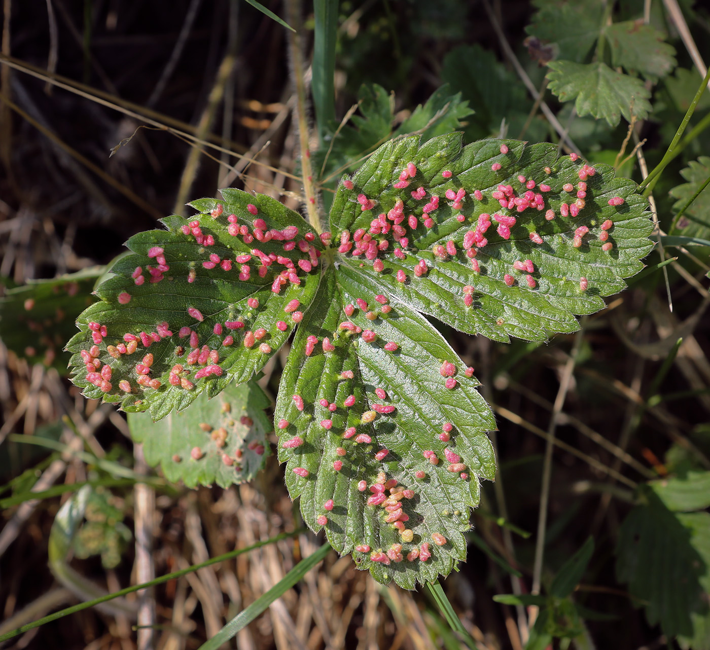 Изображение особи Fragaria viridis.