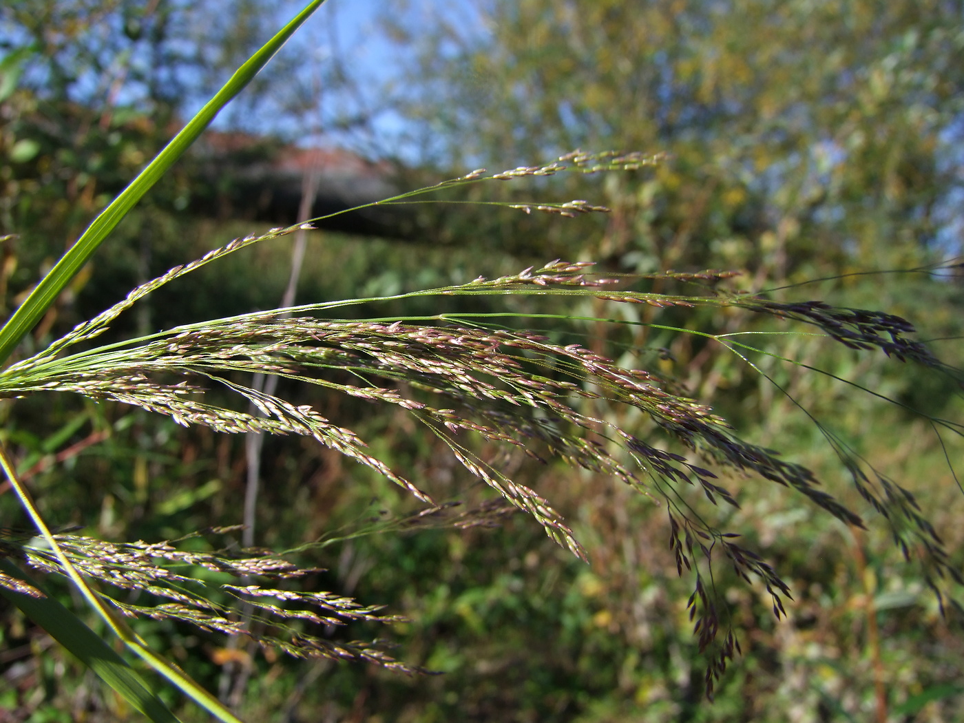 Изображение особи Agrostis clavata.