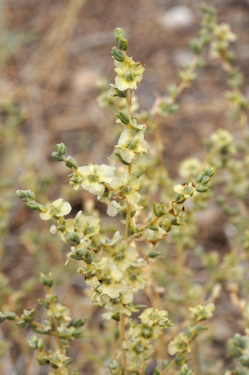 Изображение особи Salsola orientalis.