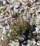 Lythrum salicaria