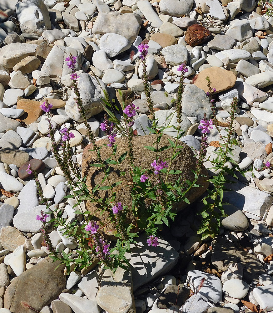 Image of Lythrum salicaria specimen.