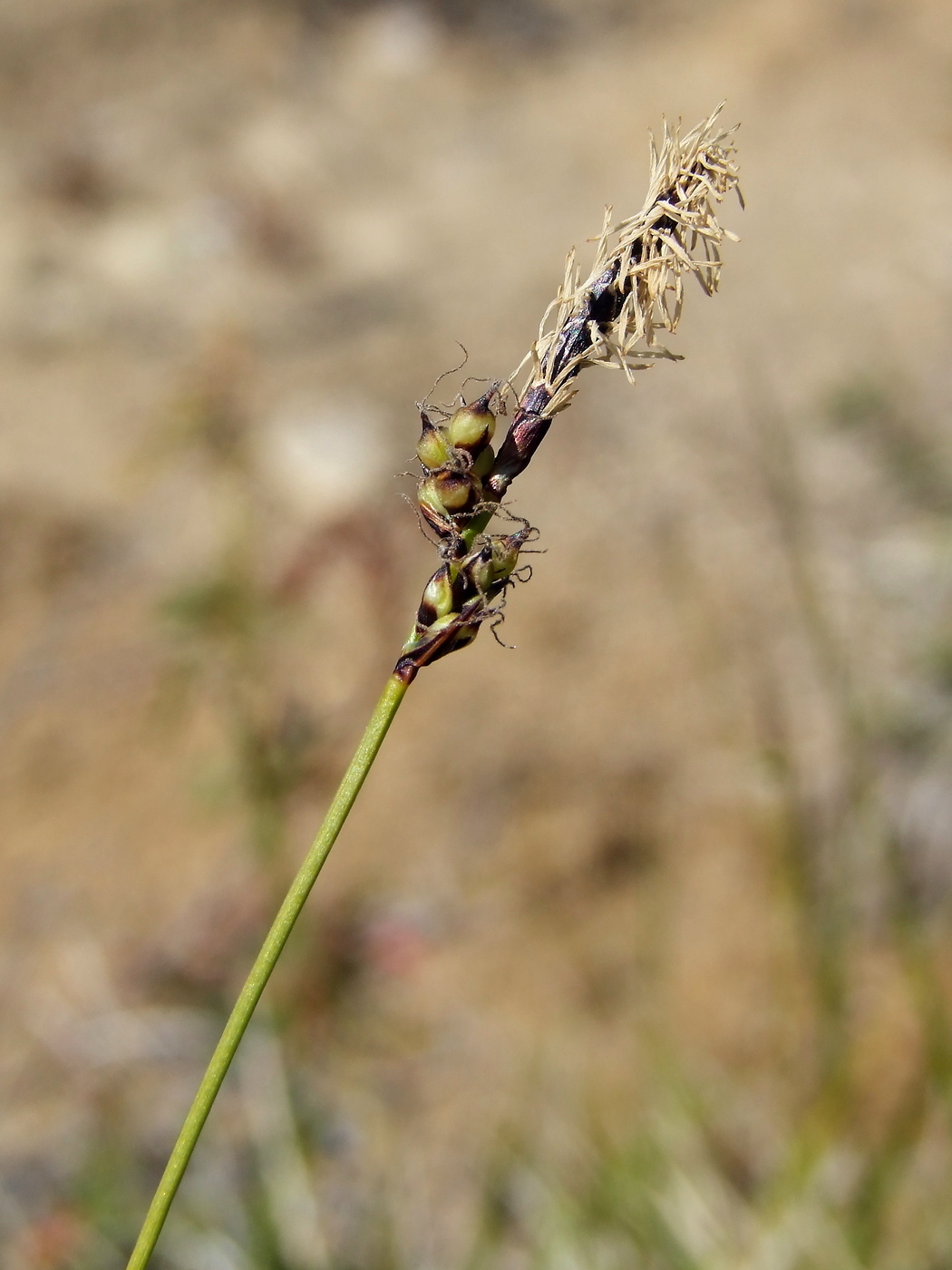 Изображение особи Carex vanheurckii.