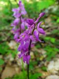 Orchis mascula. Соцветие. Краснодарский край, г/о Сочи, Адлерский р-н, окр. с. Красная Воля, дорога к каньону Белые скалы, широколиственный лес. 04.05.2021.