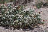 Teucrium capitatum. Цветущее растение. Крым, дикий пляж близ г. Саки. 02.07.2009.