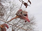 Populus davidiana