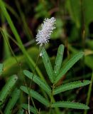 Sanguisorba tenuifolia. Соцветие и верхушка листа. Сахалин, Холмский гор. округ, мыс Слепиковского, заболоченный участок на опушке смешанного леса. 26.08.2023.