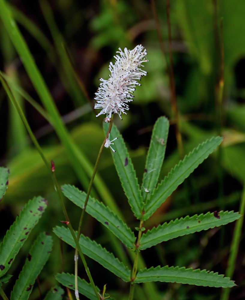 Image of Sanguisorba tenuifolia specimen.