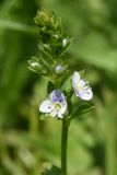 Veronica serpyllifolia