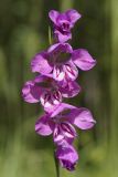 Gladiolus imbricatus