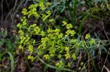 genus Euphorbia. Верхушка цветущего растения. Грузия, г. Тбилиси, сухой склон. 10.06.2023.