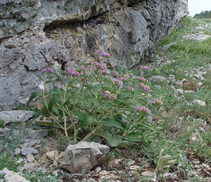 Изображение особи Phlomis taurica.