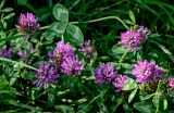 Trifolium pratense