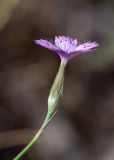 genus Dianthus. Верхушка побега с цветком. Турция, пров. Анталья, р-н Кумлуджа, окр. вдхр. Алакыр, каменистая обочина грунтовой дороги, маквис. 31.05.2024.