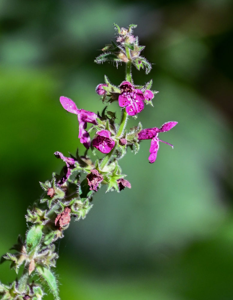 Image of Stachys sylvatica specimen.