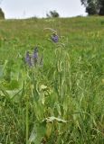 Veronica longifolia