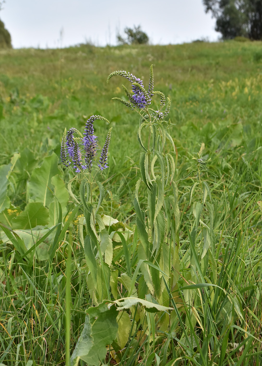 Image of Veronica longifolia specimen.