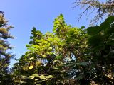 Catalpa bungei