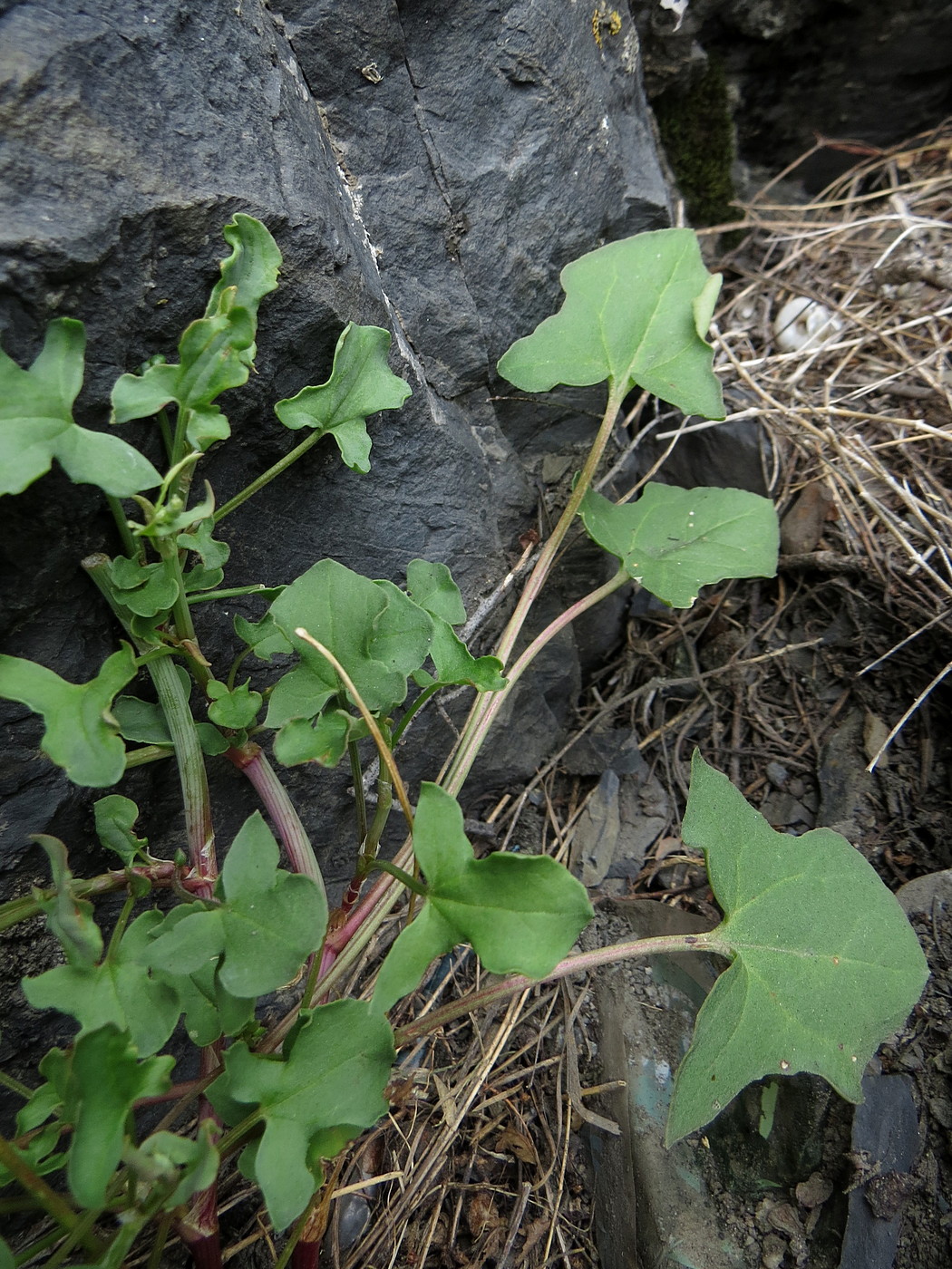 Изображение особи Rumex hastifolius.