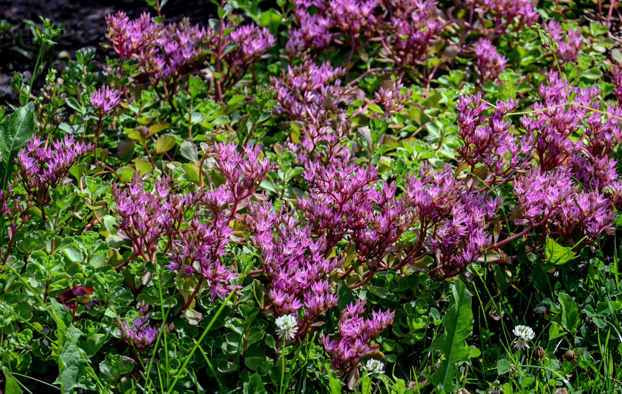 Изображение особи Sedum spurium.