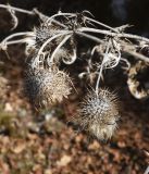 семейство Asteraceae