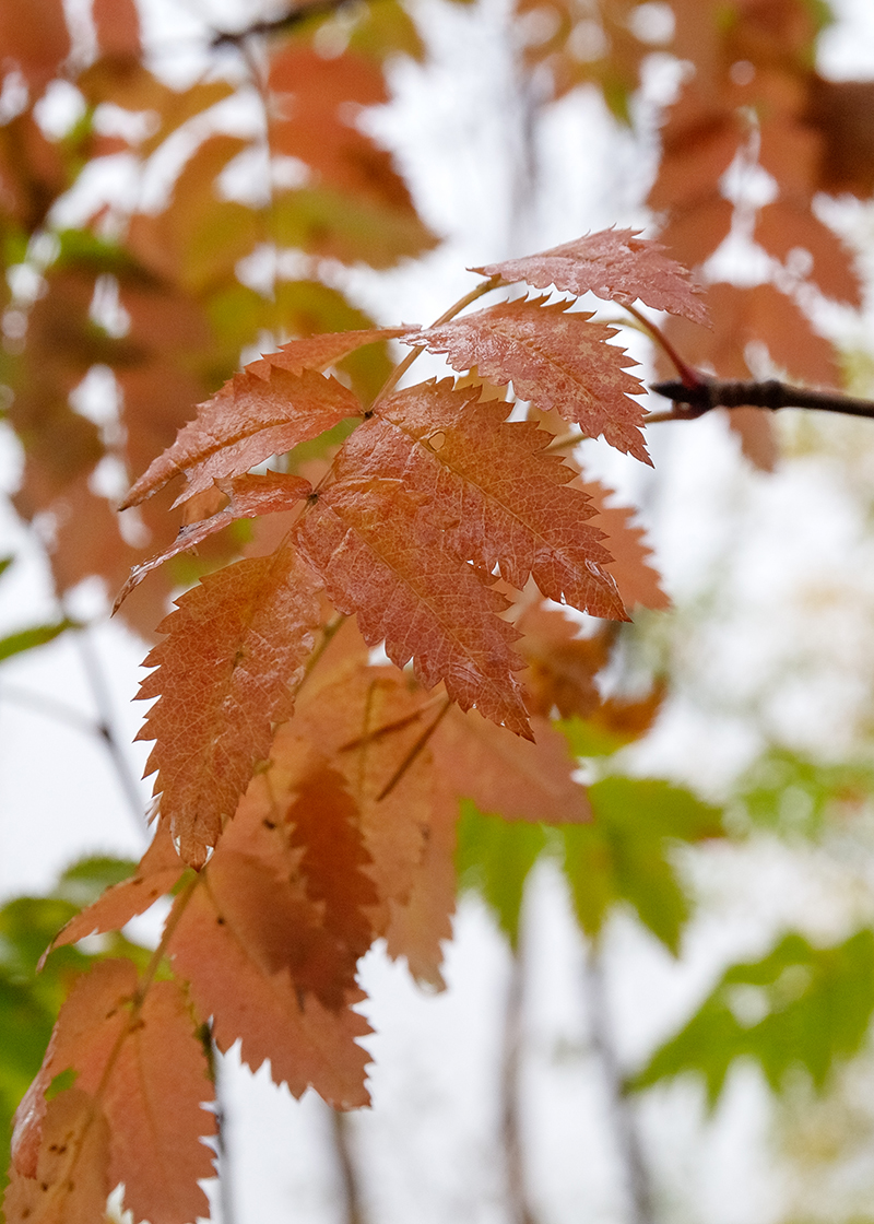 Изображение особи Sorbus aucuparia ssp. glabrata.