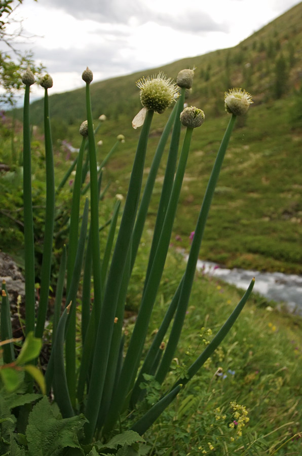 Image of Allium altaicum specimen.