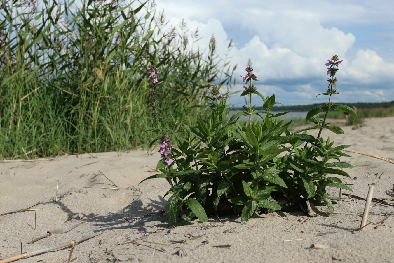 Изображение особи Stachys palustris.