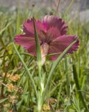 Dianthus oschtenicus