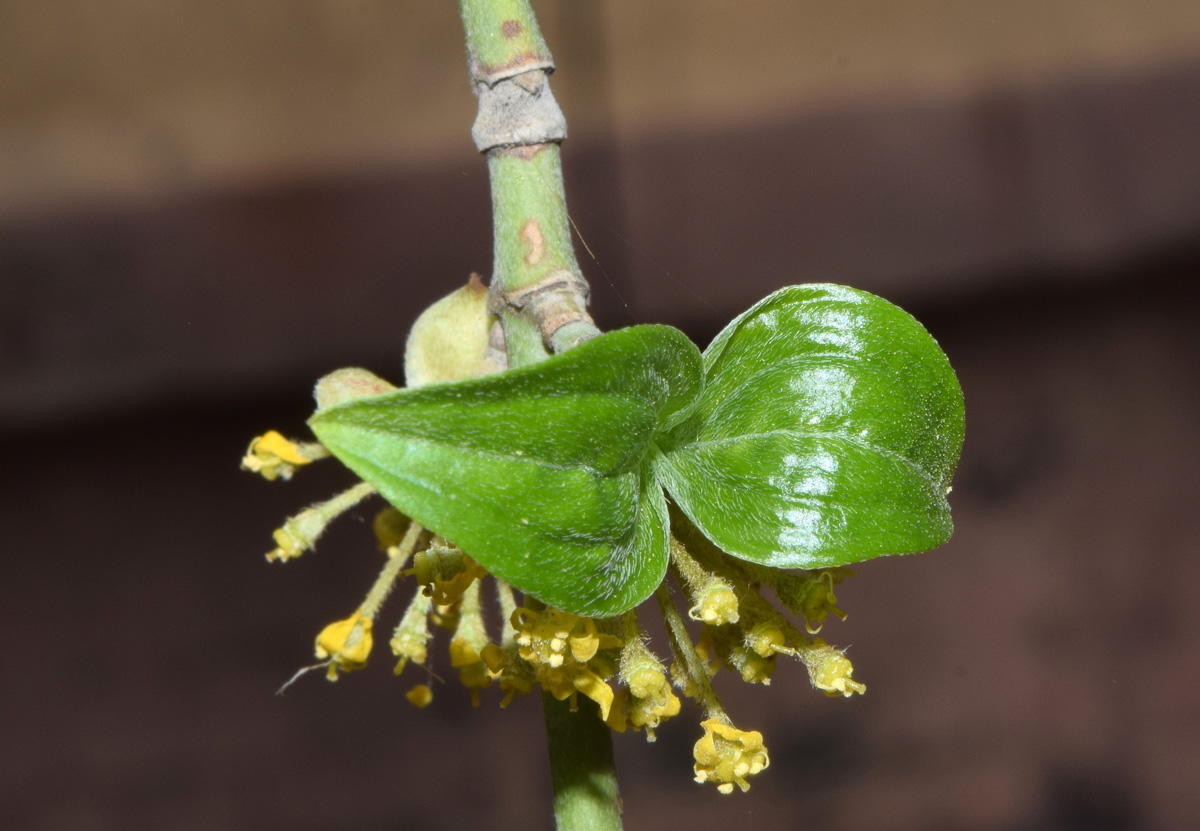 Изображение особи Cornus mas.